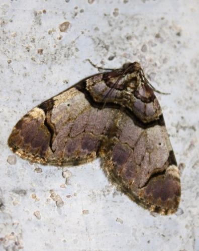Réf. 243 168 : Anticlea derivata
